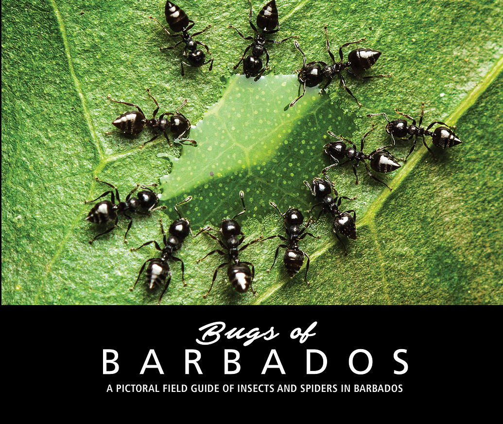 Bugs of Barbados by Clement Faria