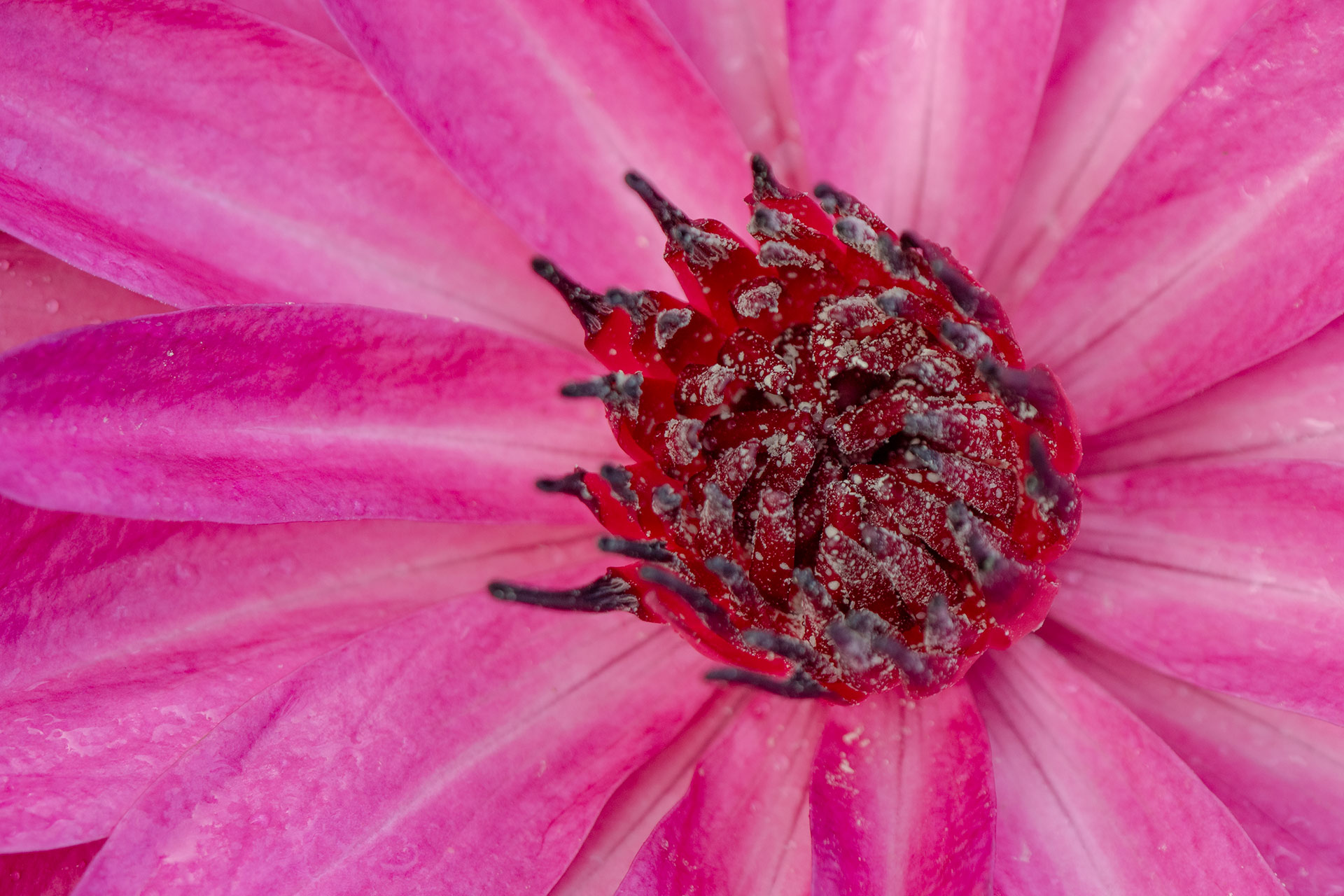 Pink Water Lilly