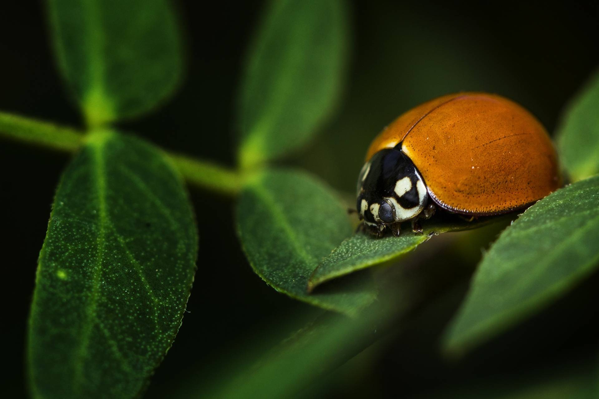 Spotless Ladybeetle - Cycloneda sanguinea