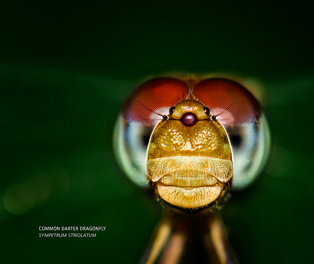 Bugs of Barbados by Clement Faria