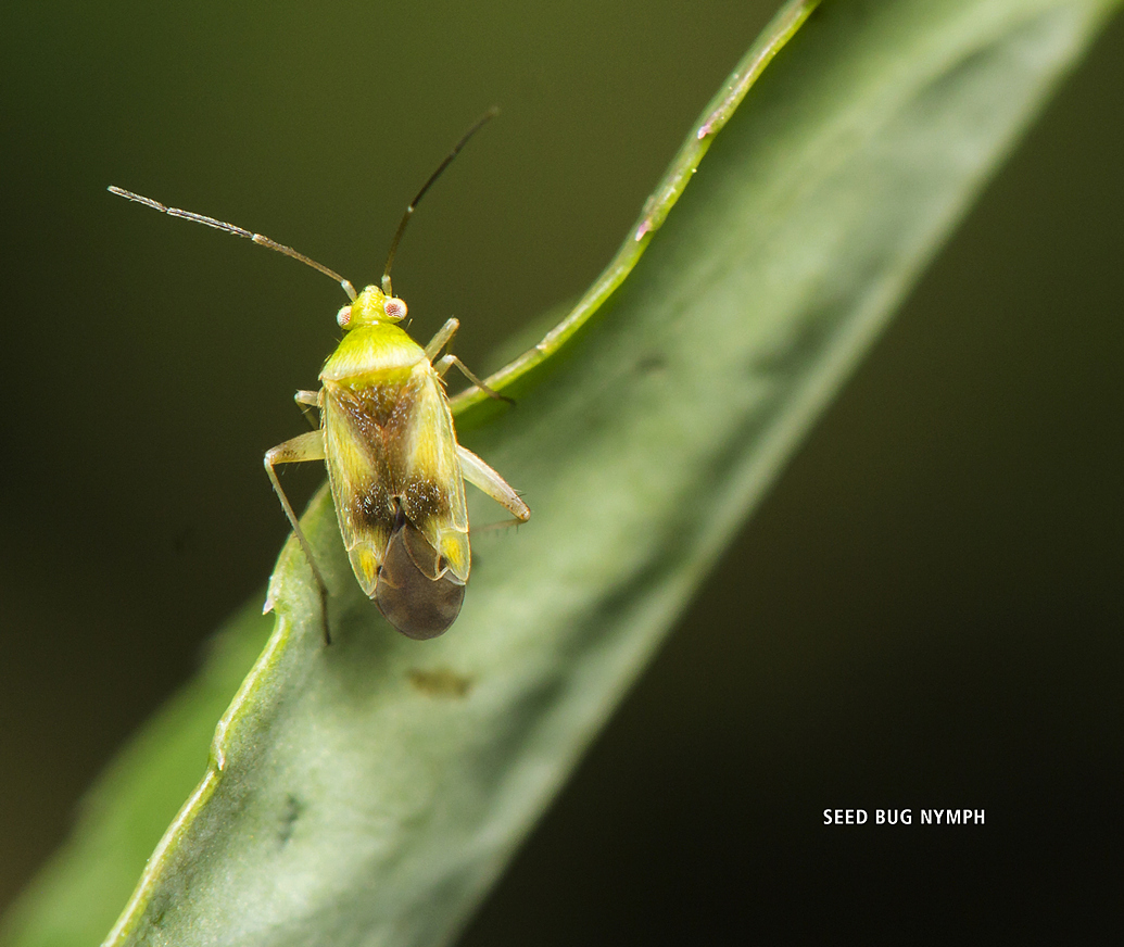 Bugs of Barbados by Clement Faria