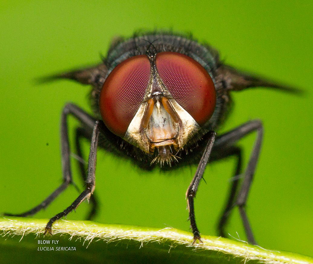 Bugs of Barbados by Clement Faria