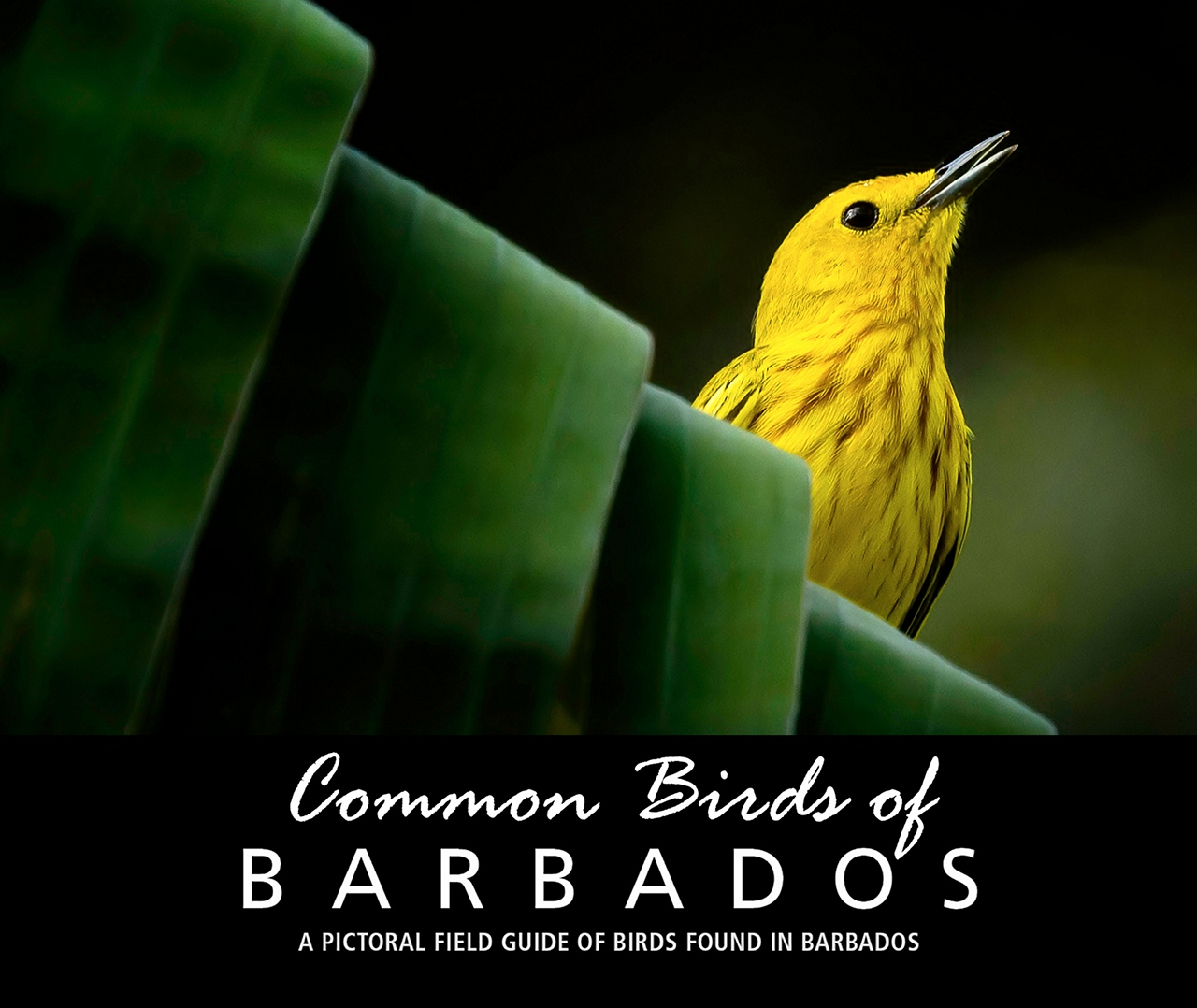 Common Birds of Barbados