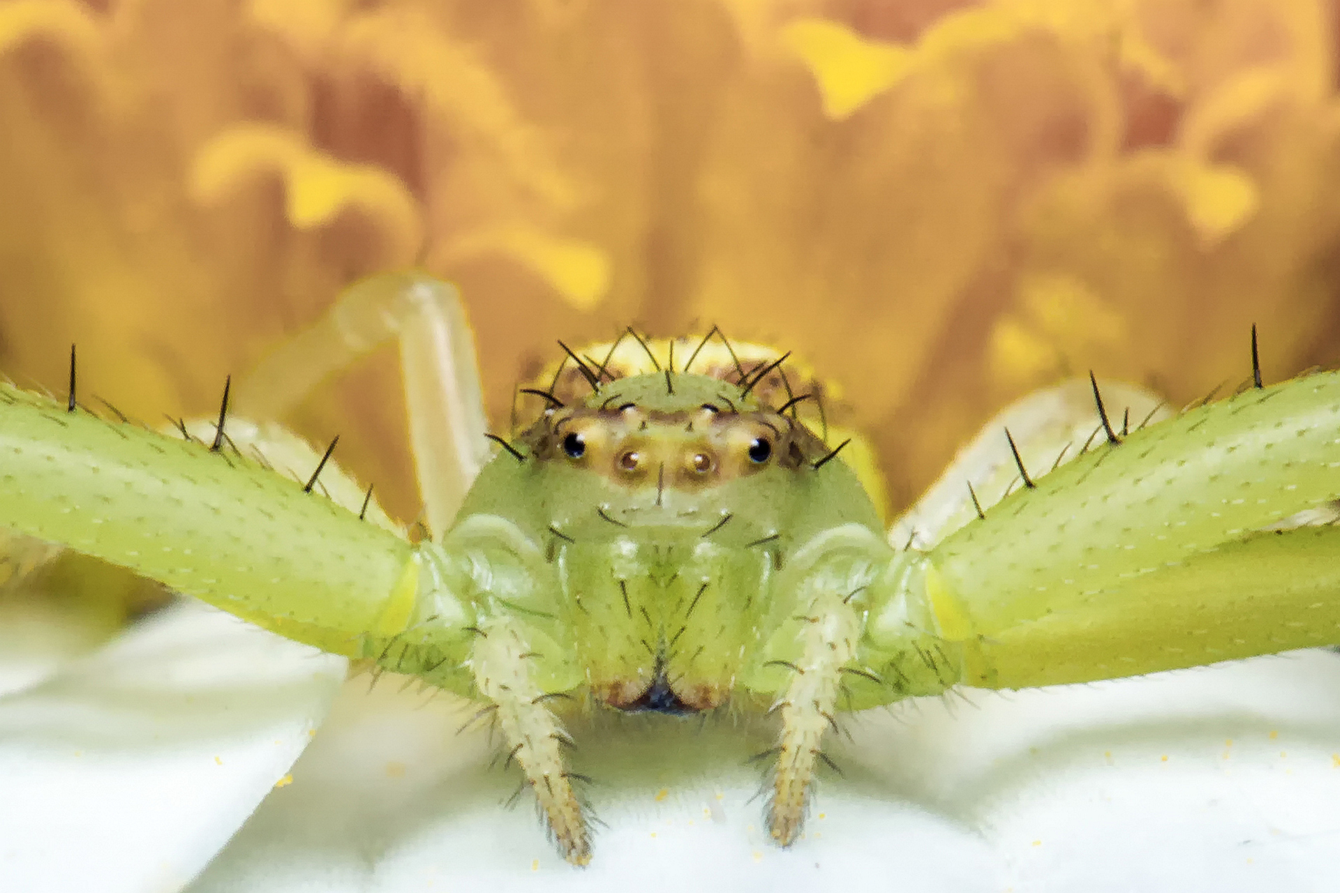 Crab Spider on a Flower
